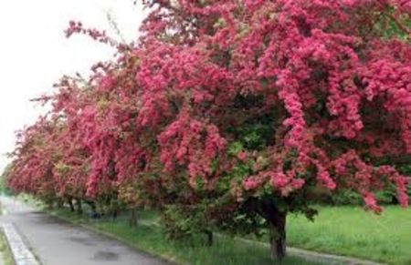paducel cu flori rosii - epuizat - arbori ornamentali 2023