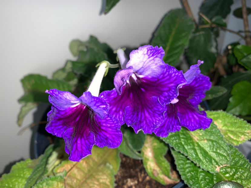  - Plante de interior 2023