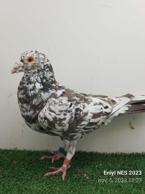  - Nu îmi aparțin 6