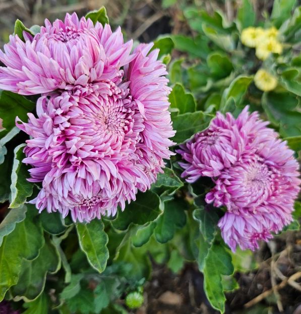  - Crizanteme 22 23 24