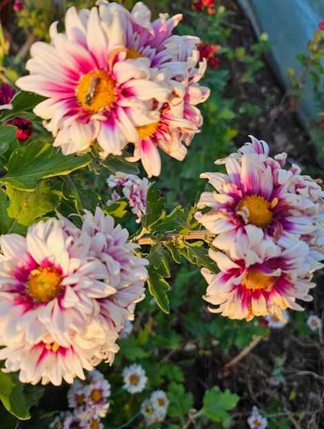  - Crizanteme 22 23 24