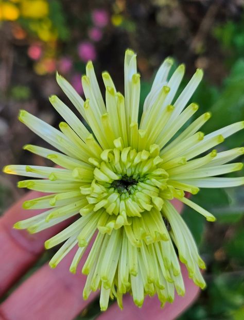  - Crizanteme 22 23 24