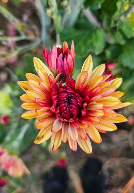  - Crizanteme 22 23 24