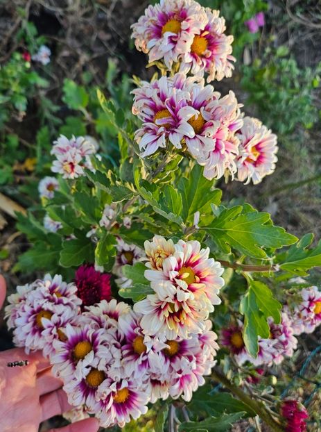  - Crizanteme 22 23 24