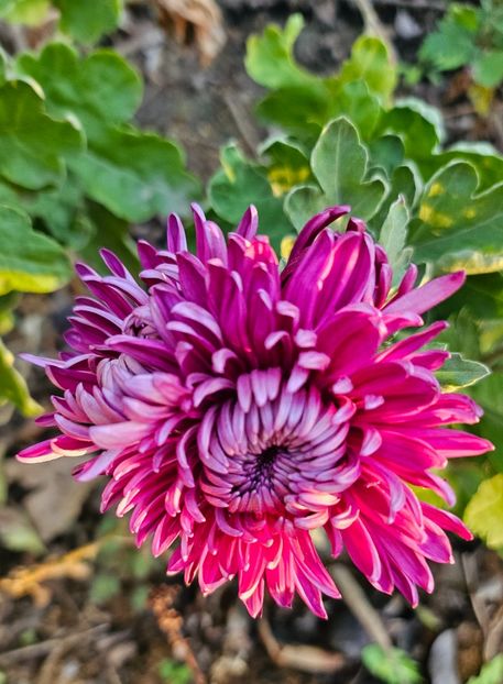  - Crizanteme 22 23 24