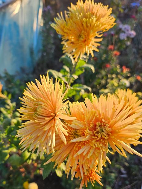  - Crizanteme 22 23 24