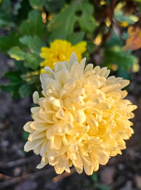  - Crizanteme 22 23 24