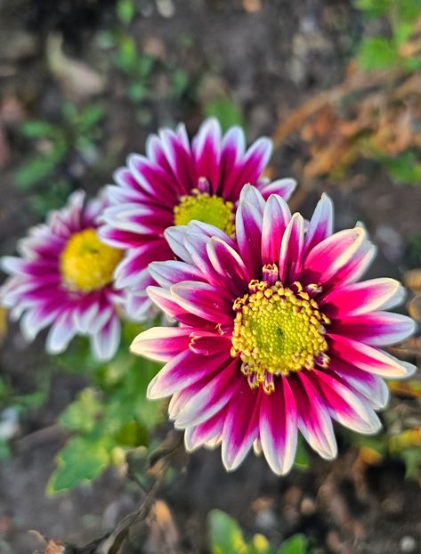  - Crizanteme 22 23 24