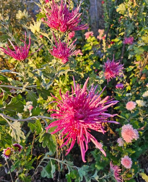  - Crizanteme 22 23 24