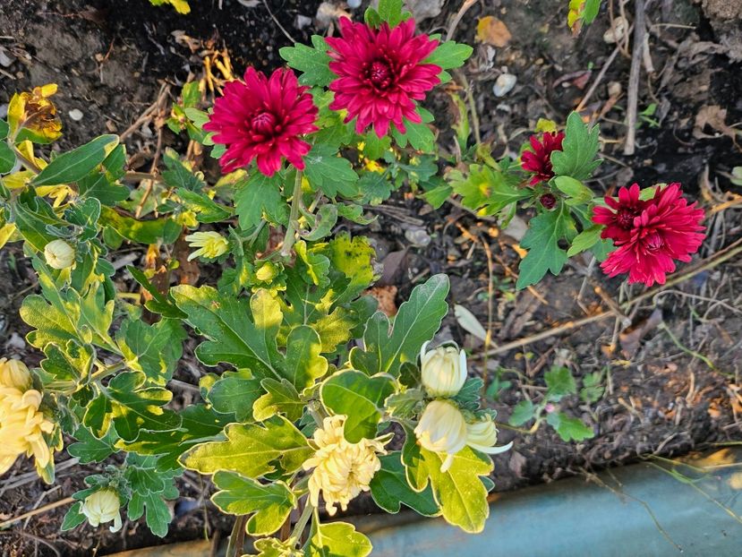  - Crizanteme 22 23 24