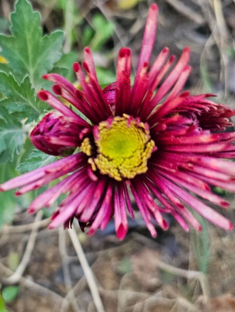  - Crizanteme 22 23 24