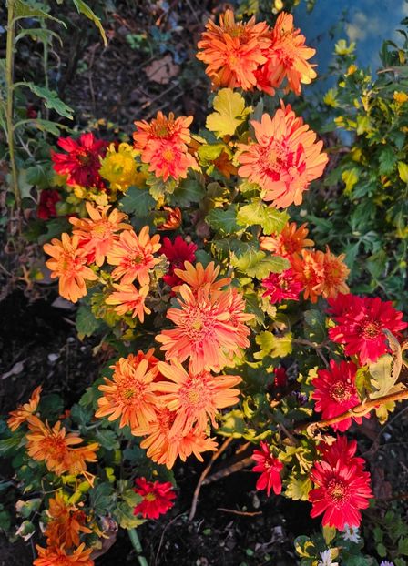  - Crizanteme 22 23 24