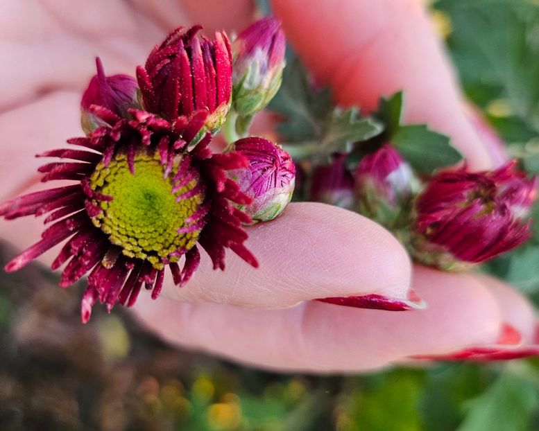  - Crizanteme 22 23 24