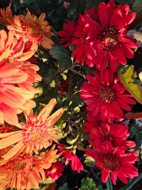  - Crizanteme 22 23 24