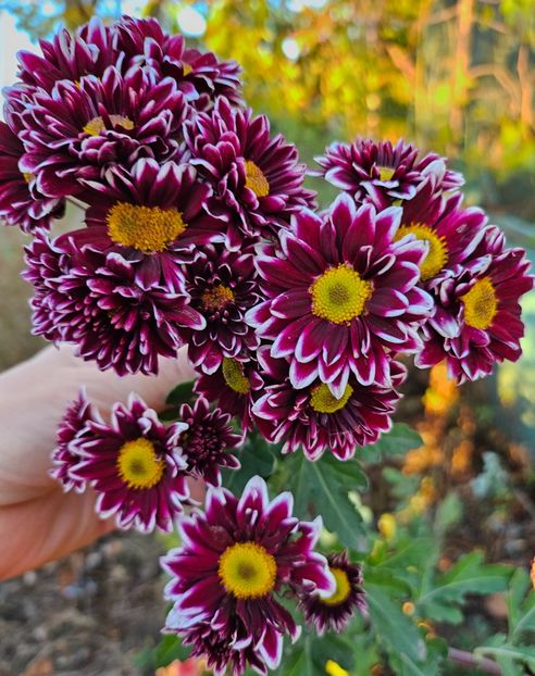  - Crizanteme 22 23 24