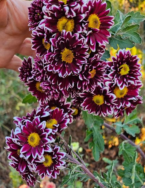  - Crizanteme 22 23 24