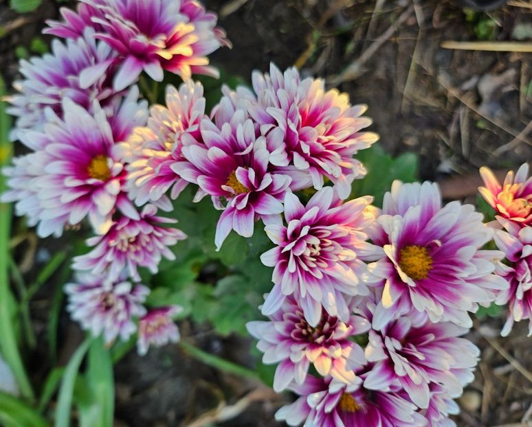  - Crizanteme 22 23 24