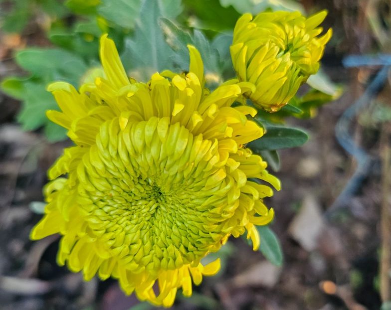  - Crizanteme 22 23 24