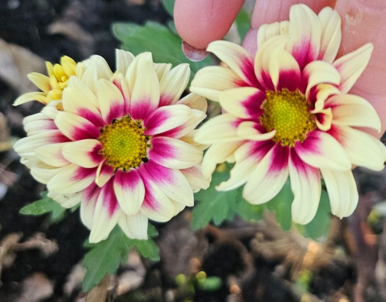  - Crizanteme 22 23 24