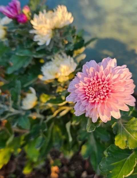  - Crizanteme 22 23 24