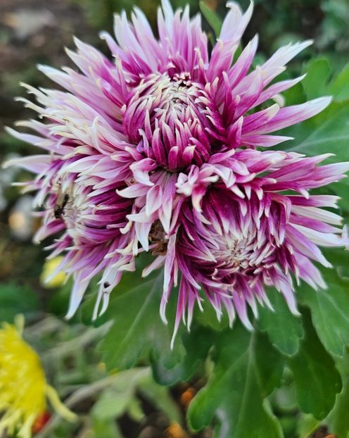  - Crizanteme 22 23 24