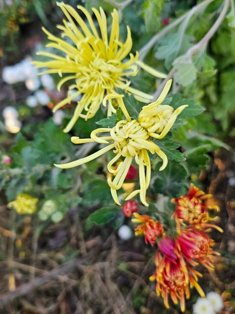  - Crizanteme 22 23 24