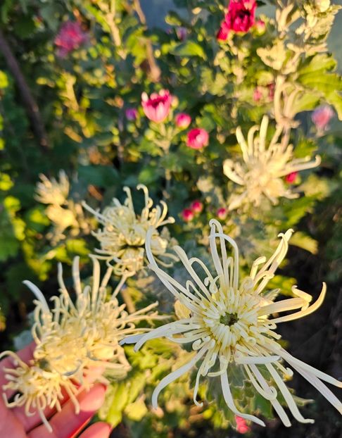  - Crizanteme 22 23 24