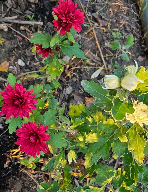  - Crizanteme 22 23 24