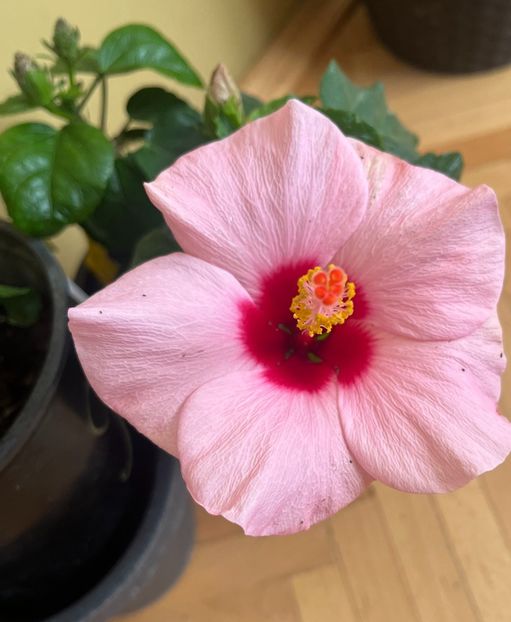 20231018_162634_IMG_9961 - Hibiscus