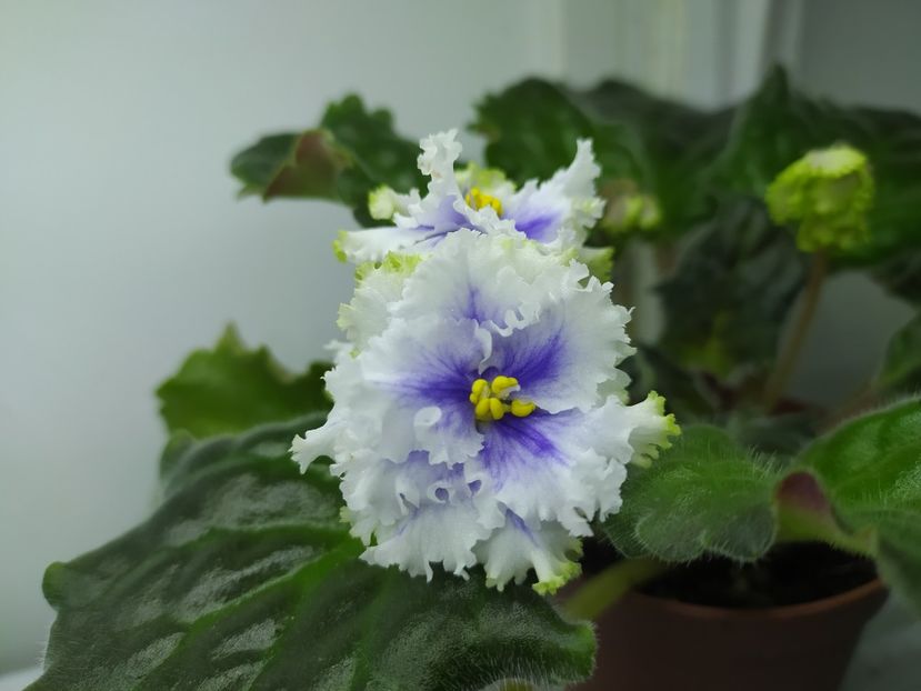 6 noiembrie 2023 - RM Illyria