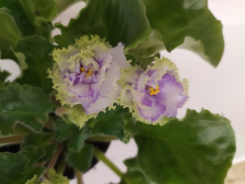 6 noiembrie 2023 - Alen Electric Blue