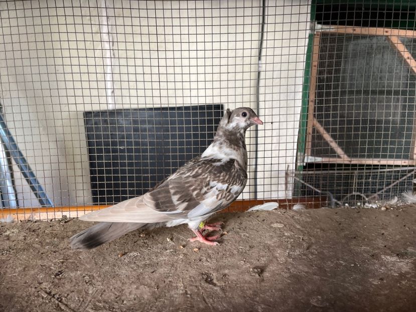 3095/23 - 6-lot zbor 2023