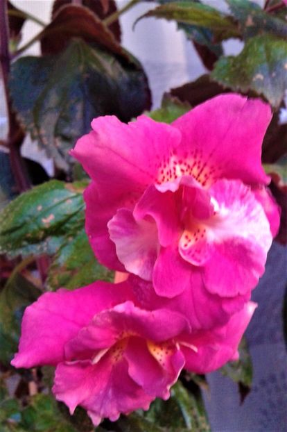  - 000018 ACHIMENES