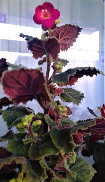  - 000018 ACHIMENES