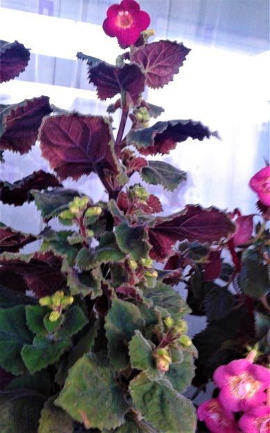  - 000018 ACHIMENES