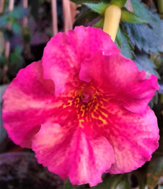  - 000018 ACHIMENES