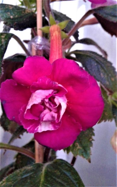  - 000018 ACHIMENES