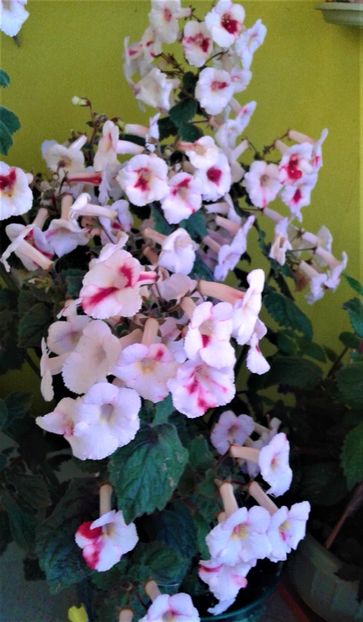  - 000018 ACHIMENES