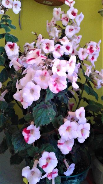 - 000018 ACHIMENES
