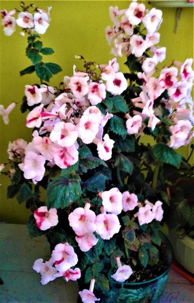  - 000018 ACHIMENES
