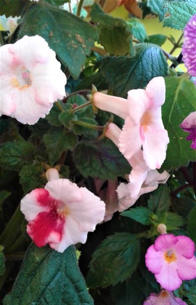  - 000018 ACHIMENES