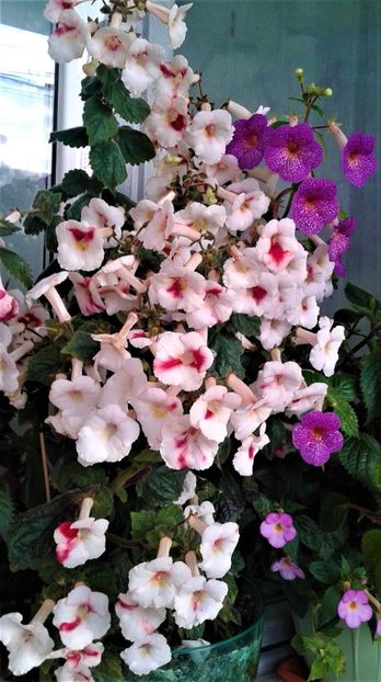  - 000018 ACHIMENES