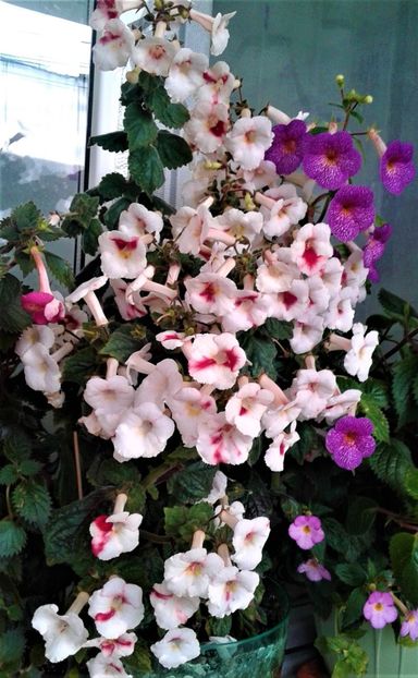  - 000018 ACHIMENES