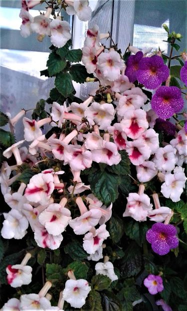  - 000018 ACHIMENES