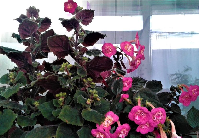  - 000018 ACHIMENES