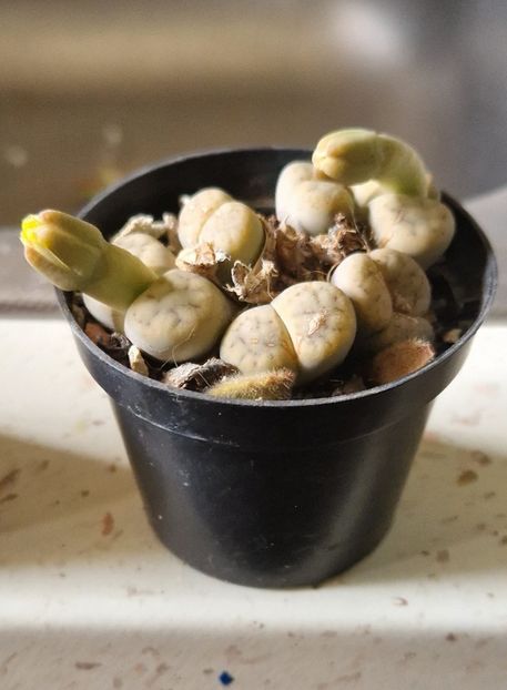 Urmeaza floricele - Lithops 2022-2023-2024