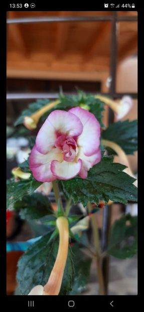 Screenshot_20231002-135340_Messenger - Achimenes