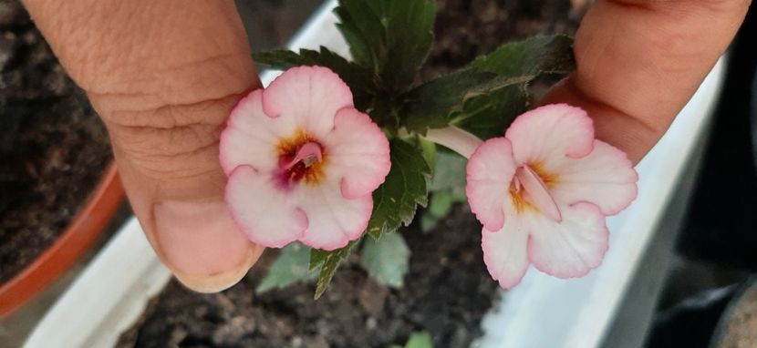  - Achimenes