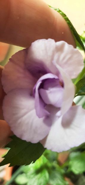 received_1879945179101363 - Achimenes