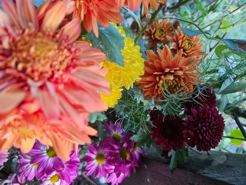  - Crizanteme 22 23 24